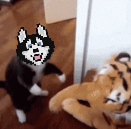 Hosky Token Cat Tiger GIF - Hosky Token Cat Tiger Fight GIFs