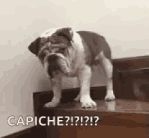 a bulldog is standing on a set of stairs and looking at the camera .