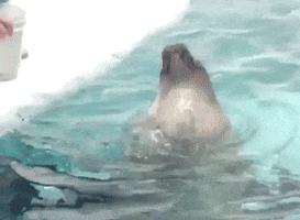 Seal Seal Spin GIF - Seal Seal Spin GIFs