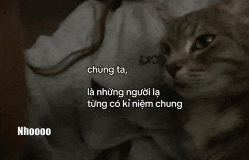 a cat is looking at the camera with a foreign language caption above it that says nhoooo