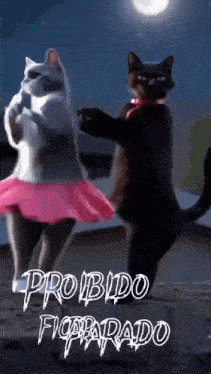 two cats are dancing in front of a full moon and the words probido figparado are on the bottom