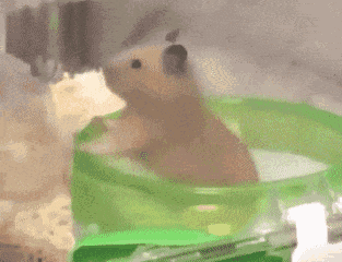 a hamster is sitting in a green bowl with the number 1 in the background .