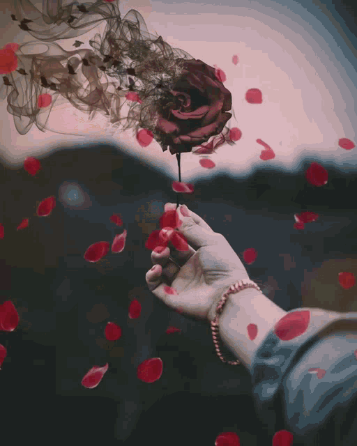 Rose Red Rose GIF - Rose Red Rose Petals GIFs