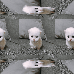 Ewpert Cat GIF - Ewpert Cat Ewp GIFs
