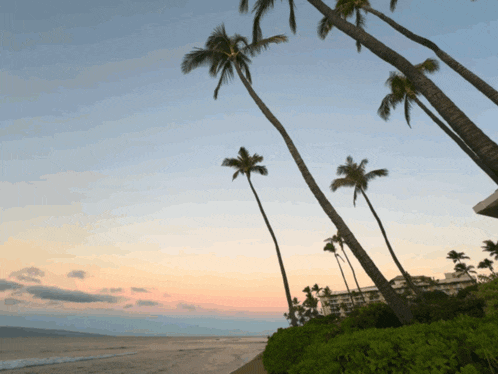 palm trees are silhouetted against a sunset sky