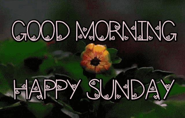 a picture of a flower with the words good morning and happy sunday