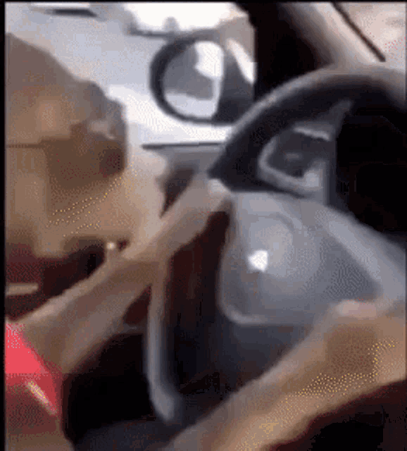 Flusky Driving GIF - Flusky Driving Dog GIFs
