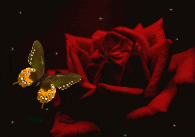 a butterfly is sitting on a red rose with a black background