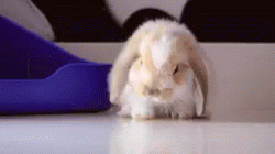 милый зайчик  устал GIF - Rabbit Lazing Sleepy GIFs