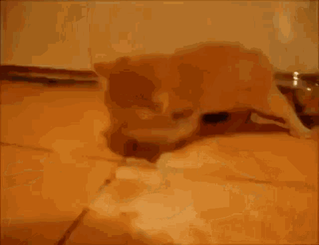 a cat is laying on the floor next to a bowl of milk .