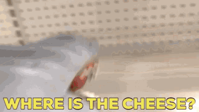 a person is asking where is the cheese in yellow letters