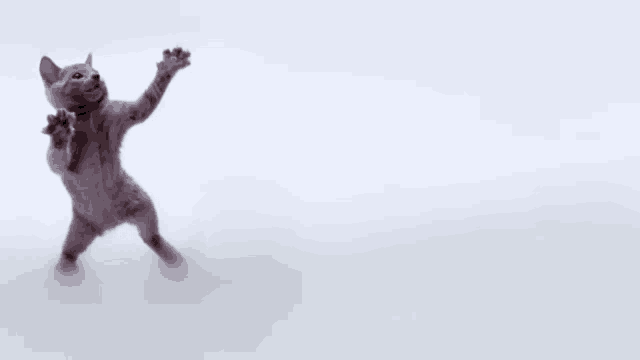 a cat is standing on its hind legs with its paws up in the air