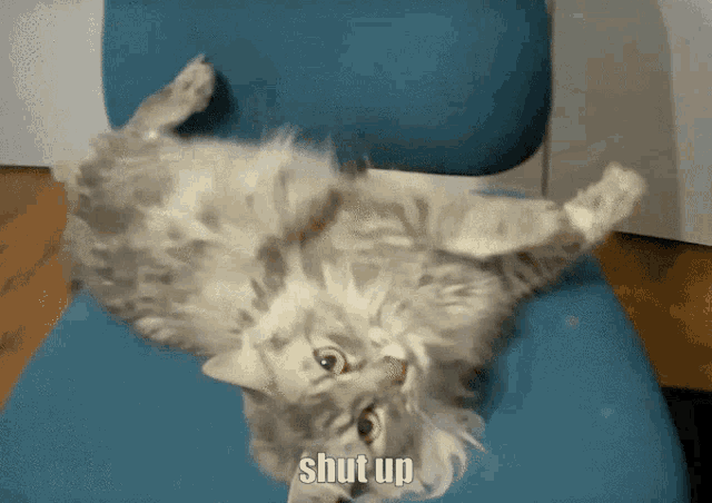 Cat Shut Up GIF - Cat Shut Up Slap GIFs