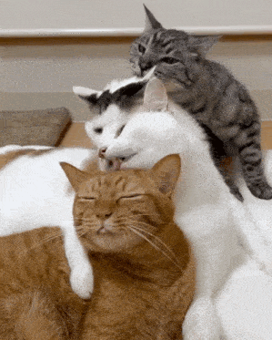a group of cats laying on top of each other including one that is orange and white