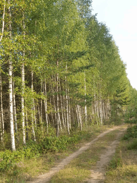 a dirt road going through a forest with trees on both sides