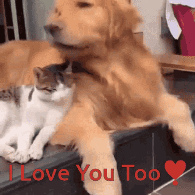 Love Love You GIF - Love Love You Dog And Cat Love GIFs