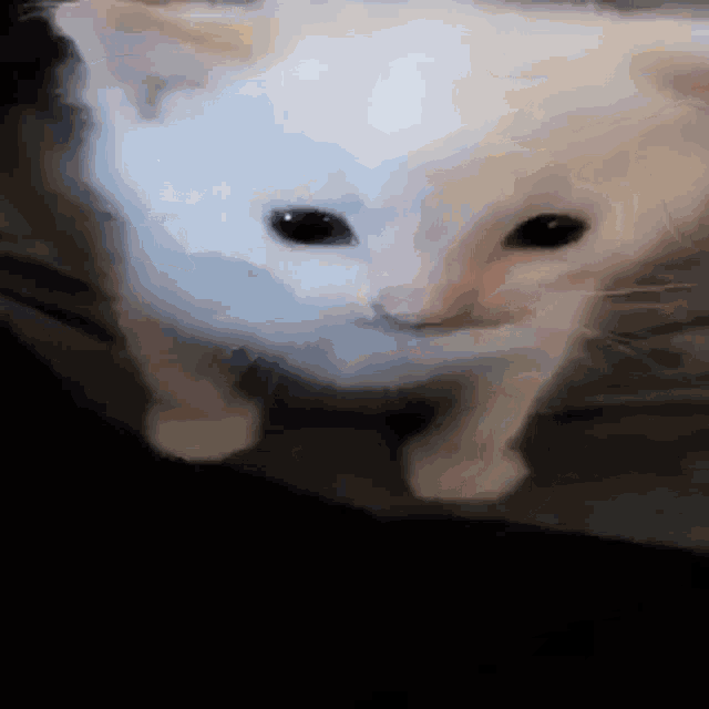 Hi Herbert Cat GIF - Hi Herbert Cat Explosion GIFs