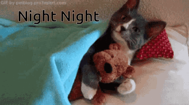 a kitten holding a teddy bear with the words night night written above it