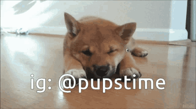 a shiba inu puppy is laying on the floor with its eyes closed and the words ig : @pupstime above it
