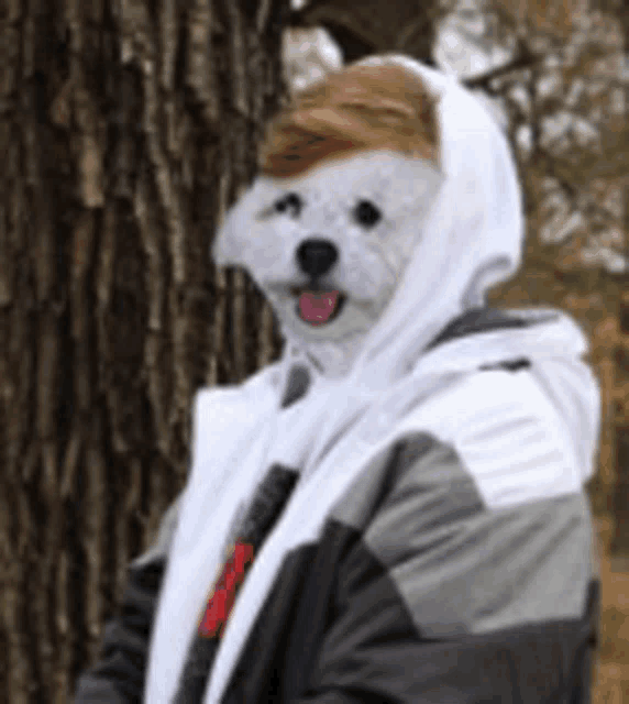 a dog wearing a hooded jacket and a wig on its head