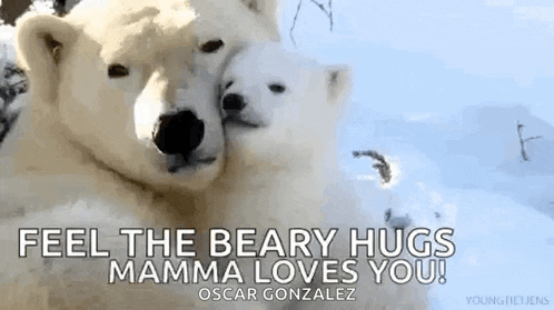 two polar bears hugging each other in the snow with the words `` feel the beary hugs mamma loves you '' .