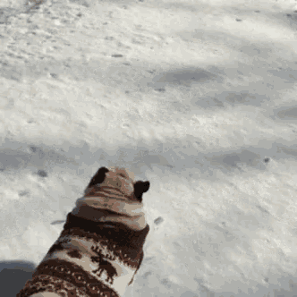 a pug dog wearing a red and white sweater walks through the snow