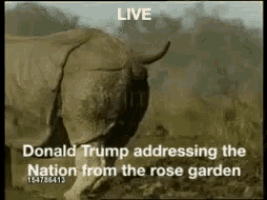 donald trump addressing the nation from the rose garden 164786413