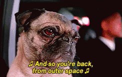 Sensitive GIF - Pug Youre Back From Outer Space GIFs