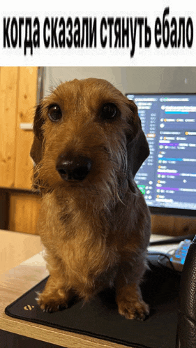 a dachshund sitting on a mouse pad with a computer monitor in the background