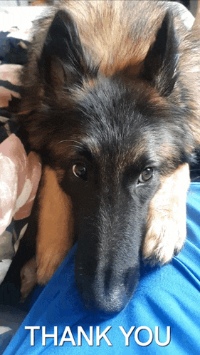 a german shepherd laying on someone 's lap with a thank you message
