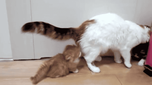 Mother And Bubs GIF - Cats Kitten Cute GIFs