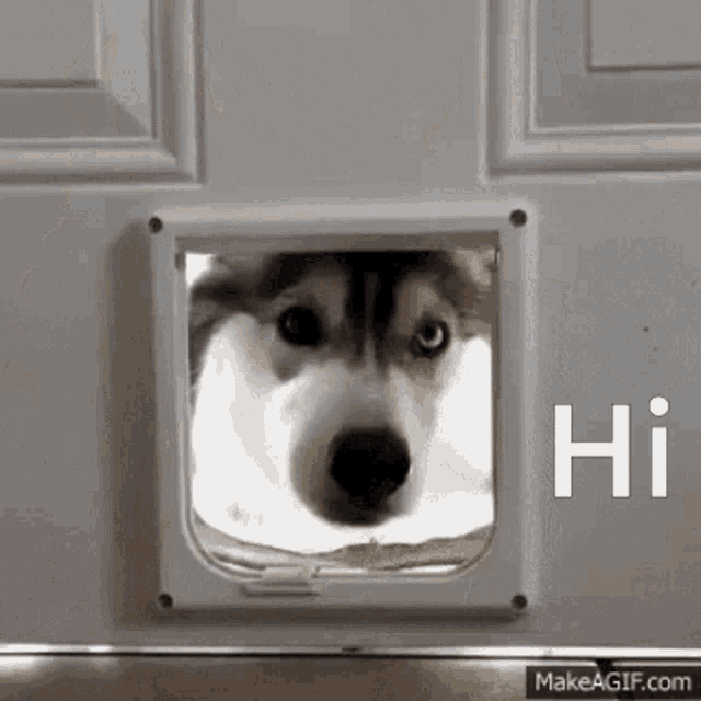 Dog Husky GIF - Dog Husky Dog Door GIFs