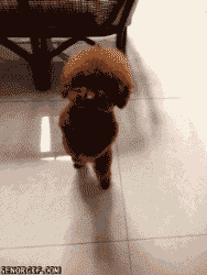a dog is walking on a tiled floor and the website seenrickp.com is on the bottom