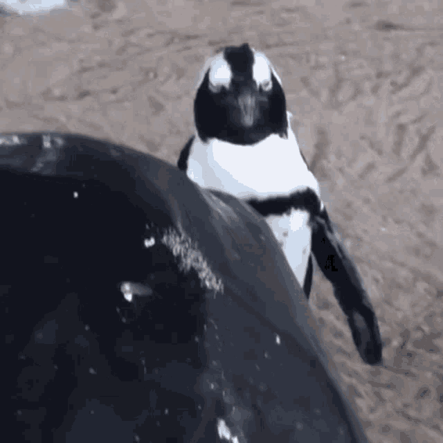 Pinguins Pingouins GIF - Pinguins Pingouins Angry Penguin GIFs