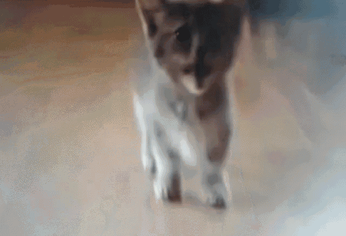 Do Not Mess With My Kid Cute Cat GIF - Do Not Mess With My Kid Cute Cat Kitty Meow GIFs