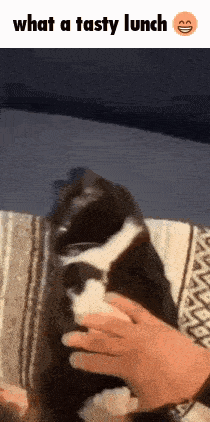 a black and white cat is being petted by a person and the caption reads " what a tasty lunch "