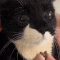 a black and white cat is being held in someone 's hands .