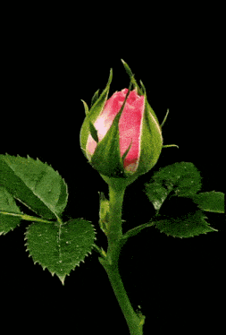 a close up of a pink rose with green leaves on a black background