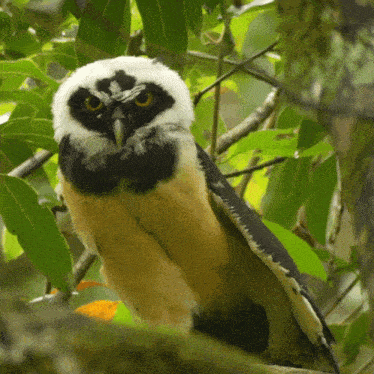 Stretching Sleepy Spectacled Owl GIF - Stretching Sleepy Spectacled Owl Robert E Fuller GIFs