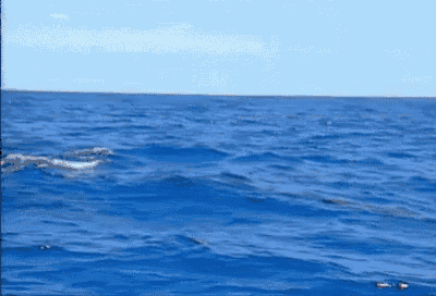a large whale is swimming in the ocean .