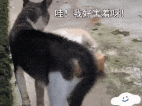 two cats are standing next to each other on a sidewalk with chinese writing on it