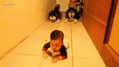 Two Husky Dogs Imitate A Crawling Baby! GIF - Dogs Crawl Baby GIFs
