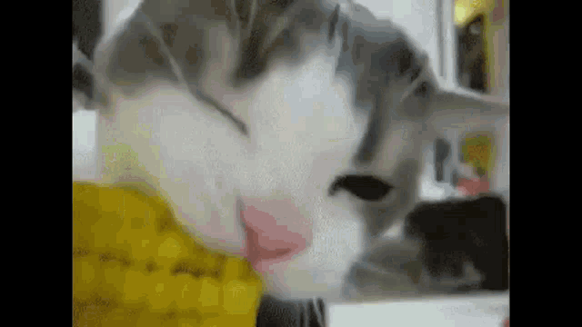 a close up of a cat eating corn on the cob with its tongue out .