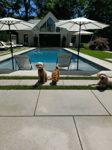 Pool Party GIF - Pool Party Dog GIFs
