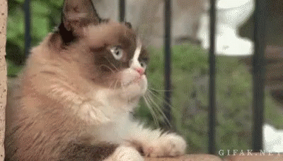 Grumpy Cat Life GIF - Cat Grumpy Grumpycat GIFs