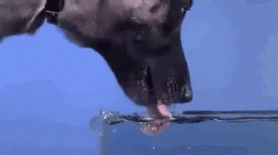 Dog Drink Water GIF - Dog Drink Water Dog Drinking GIFs