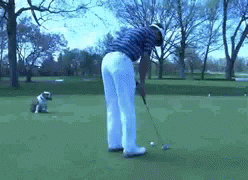Golf Dog GIF