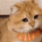 a blurry picture of a cat wearing a scarf around its neck .