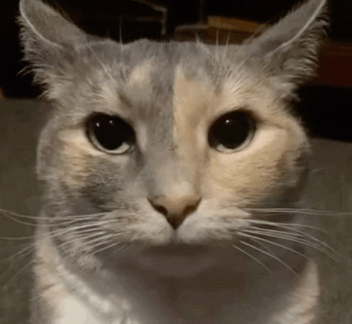 a close up of a cat 's face with a serious look on its face