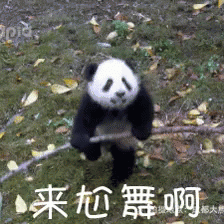尬舞 大熊猫 可爱 国宝 GIF - Dance Battle Battle Panda GIFs